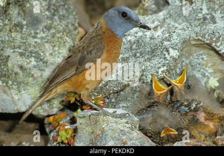 Rock i tordi a nido Foto Stock