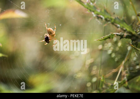 Il ragno isolato su spidernet con la sua preda Foto Stock