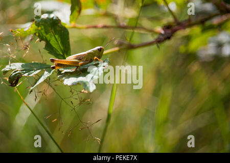 Cattura di grasshopper isolate su foglie in una giornata di sole Foto Stock