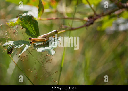 Cattura di grasshopper isolate su foglie in una giornata di sole Foto Stock