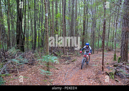 Mountain bike a Hollybank riserva forestale Foto Stock