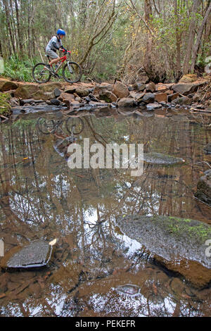 Mountain bike a Hollybank riserva forestale Foto Stock