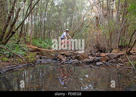 Mountain bike a Hollybank riserva forestale Foto Stock