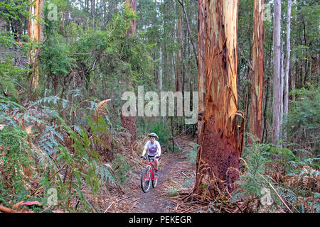 Mountain bike a Hollybank riserva forestale Foto Stock