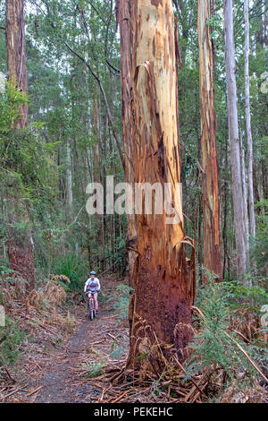 Mountain bike a Hollybank riserva forestale Foto Stock