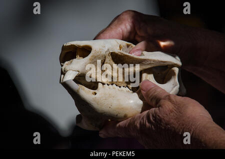 Wombat cranio tenuto in mano come è visualizzata per bambini all'aperto durante il periodo di vacanze scolastiche programma educativo su animali nativi australiani. Foto Stock