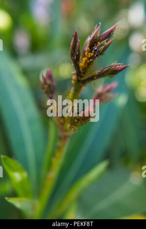 Malati Nerium oleander boccioli di fiori con afidi noto anche come greenfly blackfly e. Foto Stock