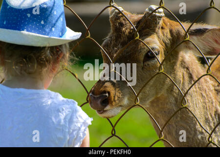 Khust, Ucraina - 28 aprile 2018. Una bambina alimenta un giovane cervo in un zoo in estate durante il periodo moulting contro uno sfondo di verde gras Foto Stock