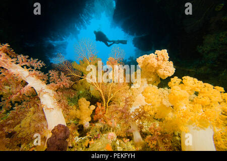 Diver (MR) all'entrata di una caverna riempita di gorgonie e coralli alcionario. Laguna Bequ, Fiji. Foto Stock