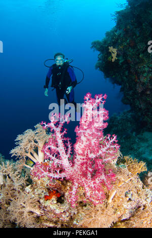 Diver (MR) e alcionario corallo. Di Tubbataha Reef, Filippine. Foto Stock