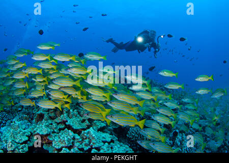 Diver (MR) con videocamera e la scolarizzazione bluestripe snapper, Lutjanus kasmira, Hawaii. Foto Stock