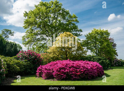 Rododendri e azalee in Langley Park, un parco storico nel Buckinghamshire, UK Foto Stock