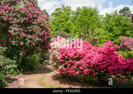 Rododendri e azalee in Langley Park, un parco storico nel Buckinghamshire, UK Foto Stock