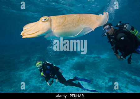 Divers (MR) e da un comune Le Seppie Sepia officinalis, in Palau, Micronesia. Foto Stock