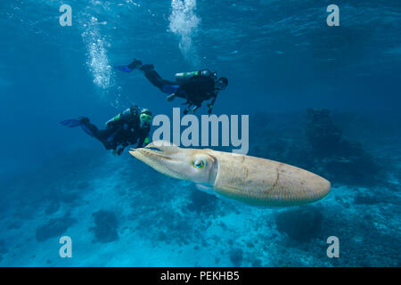 Divers (MR) e da un comune Le Seppie Sepia officinalis, in Palau, Micronesia. Foto Stock