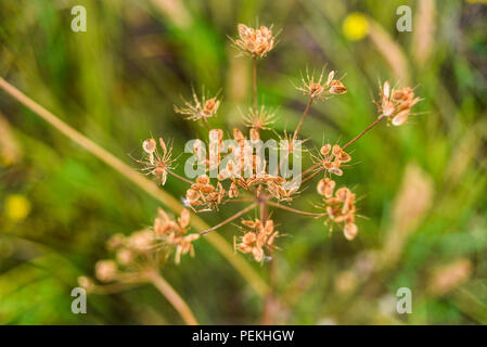 Wild fiori secchi su un prato. Foto Stock