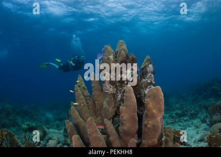 Un subacqueo (MR) e pilastro di corallo, Dendrogyra cylindrus, sull'Acquario Marino House Reef fuori dell'isola di Curacao nei Caraibi. Foto Stock