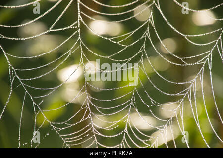 Coperti di rugiada ragnatele all'alba in una fredda mattina di estate Foto Stock