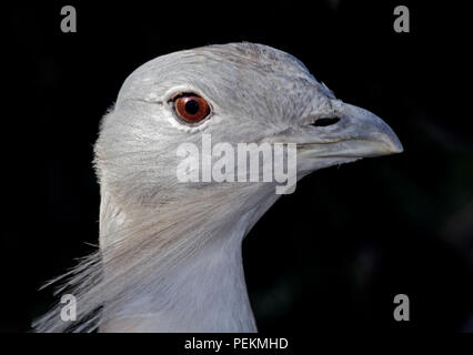 Grande (Bustard otis tarda) maschio Foto Stock