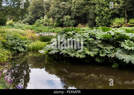 Magnifica Gunnera manicata crescente presso il laghetto di Mallard nel sub tropicale giardino Trebah in Cornovaglia. Foto Stock