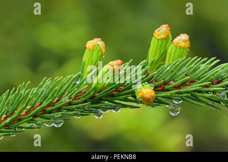 Gocce di pioggia su aghi di abete, maggiore Sudbury, Ontario, Canada Foto Stock