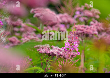 Joe-pye-erbaccia (Eutrochium purpureum) e fireweed, a metà strada Lake Provincial Park, Ontario, Canada Foto Stock