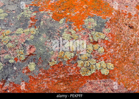 Le saline al Lago Grosbeak- lichen colonie sul masso erratico, Parco Nazionale Wood Buffalo, Albert, Canada Foto Stock