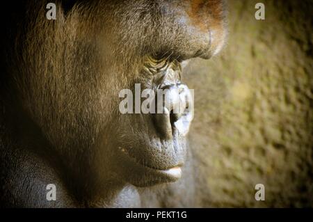 Close up di un maschio di pianura occidentale gorilla Foto Stock