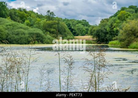 Vegetazione e laghetto nei pressi di ammissioni baita in Lyme Park, Disley in Chesire, Regno Unito Foto Stock