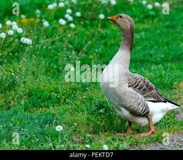 Un grande in casa Grey Goose sfiora su uno sfondo di erba verde con giallo di tarassaco. Foto Stock