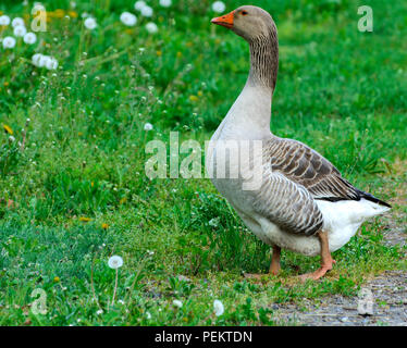 Un grande in casa Grey Goose sfiora su uno sfondo di erba verde con giallo di tarassaco. Foto Stock