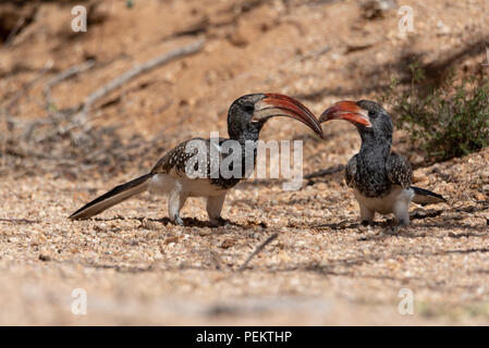 Due Monteiro rosso di fatturazione hornbills seduto sulla sabbia di alimentazione di massa, Namibia Foto Stock