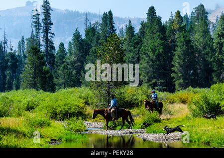 I cowboys radunare il bestiame a causa di un ordine di evacuazione per l'Aquila Prato area di strada di Stanislao National Forest in California Foto Stock