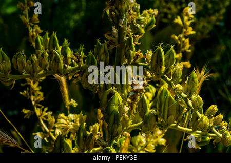 Piante che crescono nel Stanislaus National Forest California Sierra Nevada Foto Stock