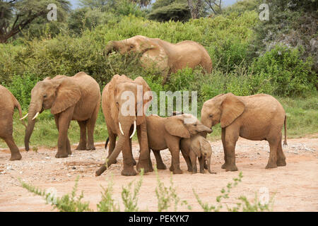 Riproduzione di elefanti e di alimentazione, Samburu Game Reserve, Kenya Foto Stock