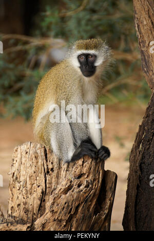 Nero-di fronte vervet monkey seduta sul ceppo di albero, Samburu Game Reserve, Kenya Foto Stock