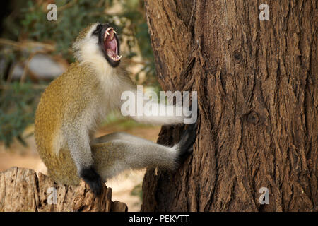 Nero-di fronte vervet monkey sbadigliare mentre è seduto sul ceppo di albero, Samburu Game Reserve, Kenya Foto Stock