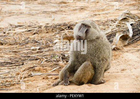 Oliva maschio (Anubis, savana) babbuino seduto sul terreno a Samburu Game Reserve, Kenya Foto Stock