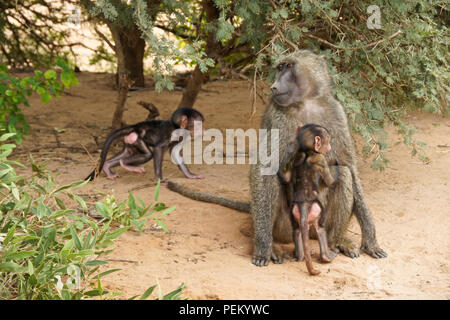 Oliva femmina (Anubis, savana) babbuino con due bambini Samburu Game Reserve, Kenya Foto Stock