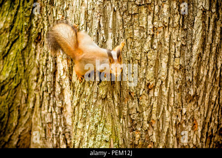 Lo scoiattolo sull albero. Scoiattolo carino sull albero. Lo scoiattolo su tre guardare in basso.squirel selvatici catturati in un freddo soleggiata giornata autunnale. La fauna selvatica Raccolta foto. Foto Stock