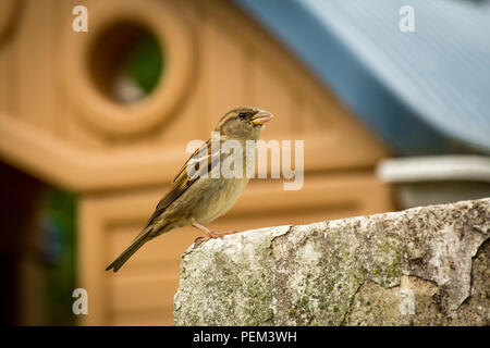 Femmina di casa passero appollaiato sulla roccia della parete con un capannone in background Foto Stock