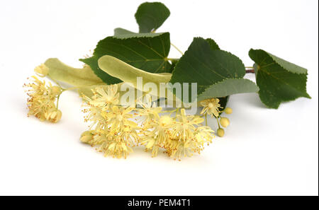 Lindenbaum, Tilia platyphyllos, Foto Stock