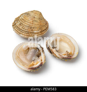 Aperto e Chiuso crudo fresco presenta verrucosa venus clam isolati su sfondo bianco Foto Stock