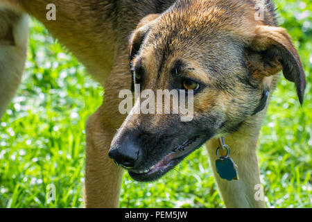 Anatolica cane pastore giocando in cantiere su un giorno di estate Foto Stock