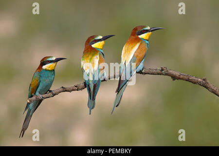 Unione i gruccioni (Merops apiaster), tre uccelli sono seduti sul ramo, nel Parco Nazionale del lago di Neusiedl, Burgenland, Austria Foto Stock