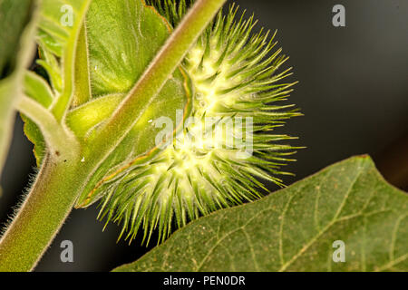 Toloache, pricklyburr, famoso santo, pianta spinosa apple Foto Stock