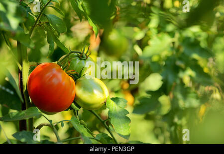 I pomodori in crescita sulla vite in giardino Foto Stock