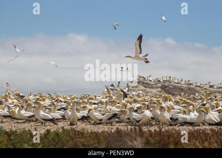 Isola degli uccelli nella Riserva Naturale del Lambert's Bay, Provincia del Capo Occidentale, Sud Africa, è un importante sito di nidificazione per gli uccelli marini, soprattutto Cape sule. Foto Stock