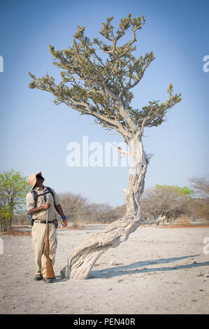 Un ranger guide una bussola a piedi e identifica un fetore Shepherd's tree, Boscia foetida, in Ongava Game Reserve, Regione di Kunene, Namibia. Foto Stock