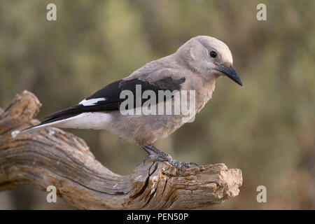 Clark schiaccianoci (Nucifraga columbiana), la contea del lago Oregon Foto Stock